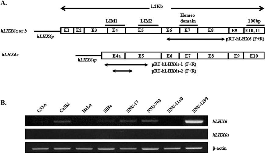 ONCOLOGY REPORTS 23: 1675-1682, 2010 1681 Figure 4. Expression level of hlhx6 and hlhx6s genes in 8 cervical cancer cell lines.