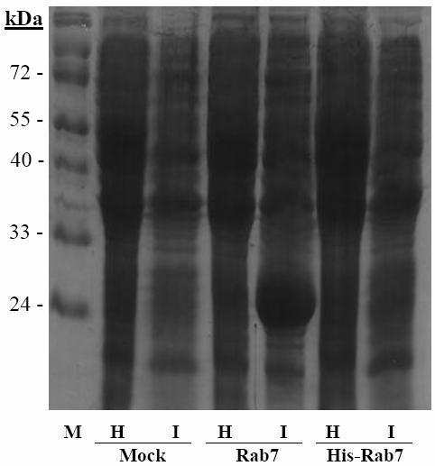 Figures M 1 2 3 4 5 6 Fig. 1 SDS-PAGE gel of PmRab7 protein expressed in E.coli BL21. Lane1 and lane2 are bacteria containing pet-17b as a negative control, lane3 and lane4 are E.