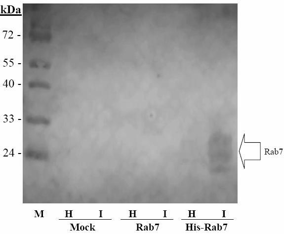 M 1 2 3 4 5 6 Fig. 2 Western blot analysis of anti-his antibody reacted with His-tagged PmRab7.