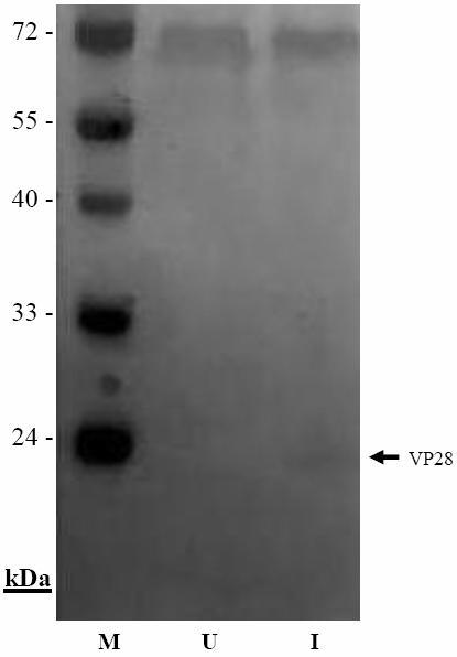 A B Fig. 3 WSSV VP28 protein expression in Sf-9.