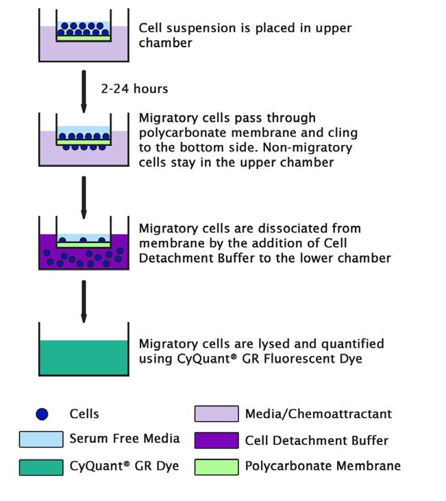 Cell Migration Assay Protocol 1. Under sterile conditions, allow the 24-well migration plate to warm up at room temperature for 10 minutes. 2. Prepare a cell suspension containing 0.5-1.