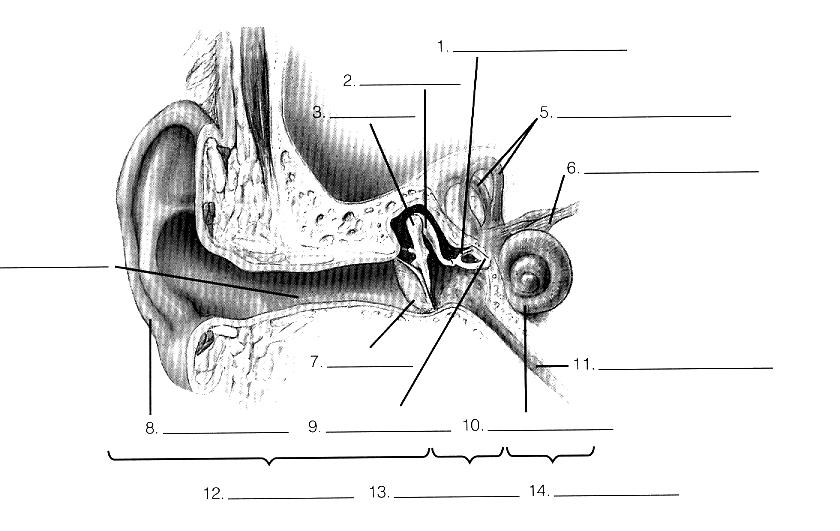 5. The ear is a mechanical marvel, catching and amplifying sound waves and transforming them into nerve impulses.