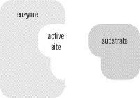 Unit III : Enzyme Action Read the passage below. Then answer the questions that follow. A cell continues to live because of its metabolism.