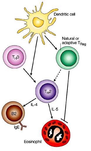 An Alternative to the Hygiene Hypothesis: Regulatory T-cells The Role of Regulatory T-cells in
