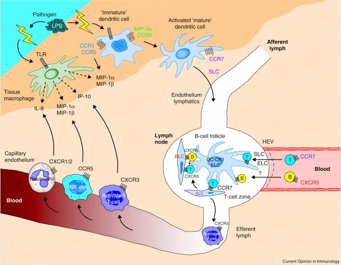 Chemokines: the Gatekeepers of Inflammation Chemokines