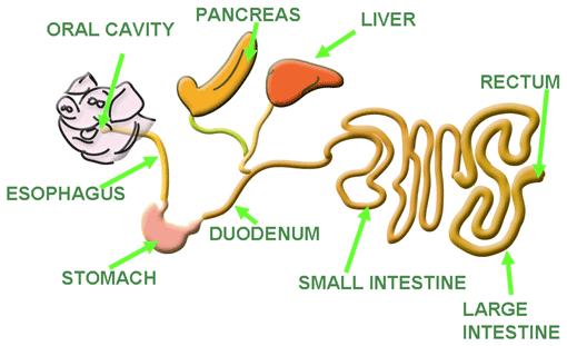 2. SECRETIONS OF THE DIGESTIVE TRACT SECRETORY GLANDS AND CELLS The alimentary tract produces a large variety and quantity of substances which contribute to digesting the food, and protecting and