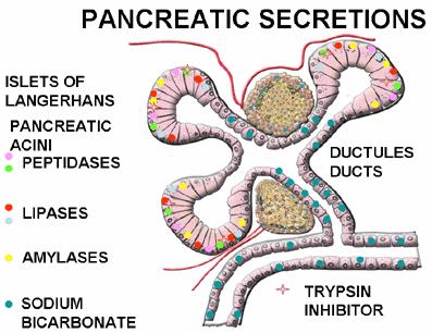 Pancreatic secretions which contribute to the digestion of proteins fats and carbohydrates (Fig. 2-23).