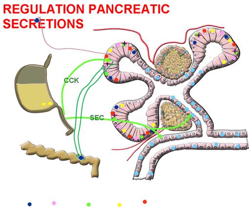 Sequence of steps required to activate zymogens of pancreatic origin Cholecystokinin produced by duodenal and upper jejunal mucosa in response to entrance chyme from the stomach, also stimulates