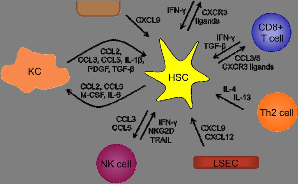 Activated HSCs proliferate (induced, e.g., by PDGF) and produce collagen (induced e.g., by IL-4, IL-13 and TGF-β) resulting in liver fibrosis.