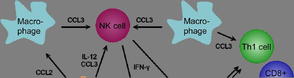 Int. J. Mol. Sci. 2014, 15 4753 Figure 1. Recruitment of innate immune cells to the site of infection in the liver.