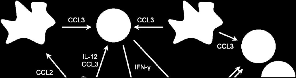 NK cells recruited by CCL3 and activated by IL-12 release IFN-γ, that induces secretion of CXCL9 by LSECs and hepatocytes. CXCL9 and CCL3 attract Th1 and CD8+ T cells to the site of infection.