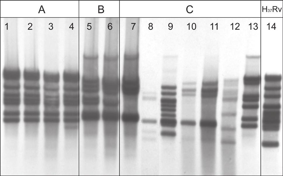 290 Żaczek A. et al. 3 methods could be applied, for instance ligation-mediated PCR methods, LM-PCR, which appeared to be highly discriminative (Masny and Płucienniczak, 2003; Krawczyk et al.
