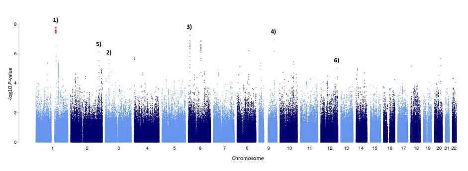 Supplementary Figure 3. Manhattan plot Genome-wide association plot showing log10 P-values per chromosome of the analysis of the discovery sample.