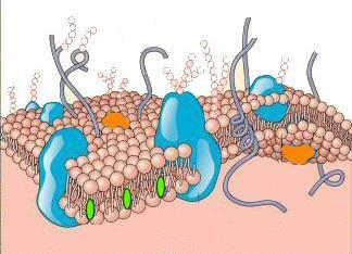 Cell membrane In all living things, from bacteria to blue whales, is composed of Two layers of phospholipids Also cholesterol and proteins Extracellular side integral protein (inside the membrane)