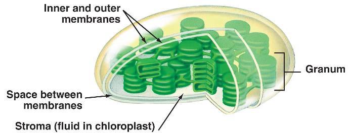 1) Membrane organelles: All made of phospholipids!