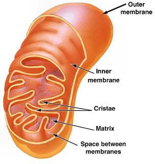 Nucleolus: is the site for ribosomes manufacture Nuclear membrane Nuclear pore DNA Nuclear pores allow molecules
