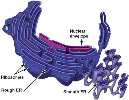 chemical) and release (in the form of ATP for metabolic reactions) The Endomembrane System Includes the
