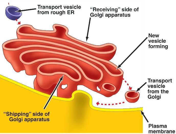 Golgi Apparatus: Works as a refinery, warehouse and shipping center Modification
