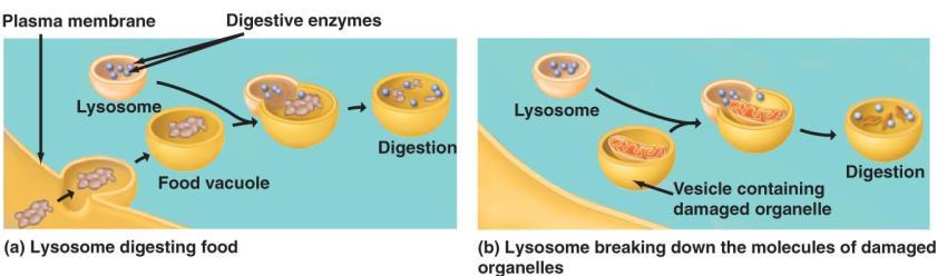cytoplasm or extracellular space of diverse molecules Lysosomes: Vesicles