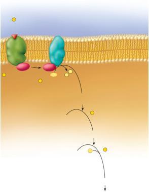 (second messenger) Inactive kinase 4 camp activates a cytoplasmic enzyme called a kinase.