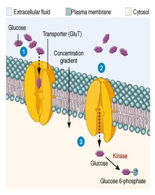 Diffusion Through Membrane Channels Filtration and osmosis Facilitated Transport: Glucose example Glucose binds to transport protein Transport protein changes shape Glucose moves down the