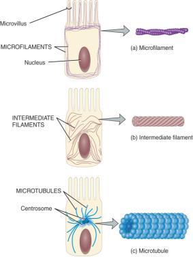Filaments 1. Microfilaments 2. Intermediate filaments 3. Microtubules 2.-33 Fig 2.6 2.-34 Centrosome 1. Centrioles 2.