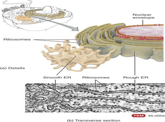 Endoplasmic Reticulum Network of membranes forming flattened sacs (Cisterns) 2 types: Rough ER