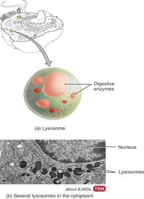 -40 Lysosomes Membranous vesicles formed in Golgi Complex digestive enzymes Functions digest foreign