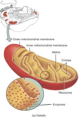 Mitochondria Double membrane bound organelle Function generation of ATP!
