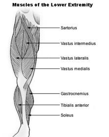 Key Muscles Quadriceps Knee