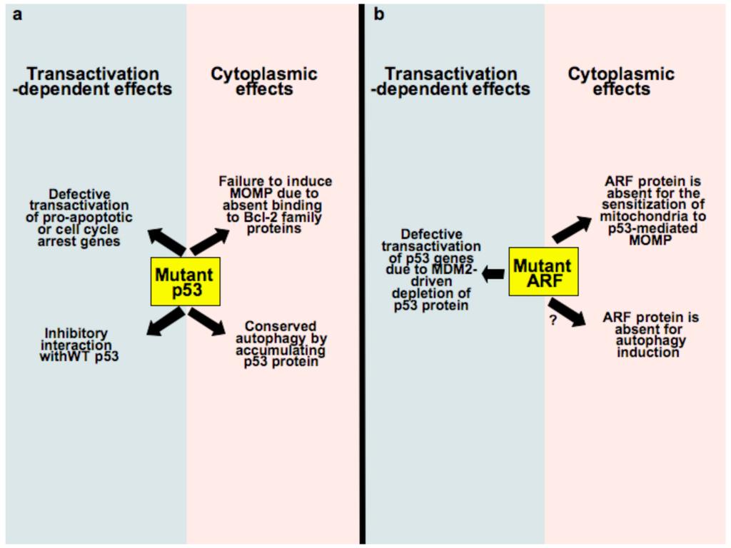 Green and Kroemer Page 10 Fig. 3. Concerted oncogenic actions of mutant p53 (a) or inactive ARF (b) in the nucleus and cytoplasm of cancer cells.