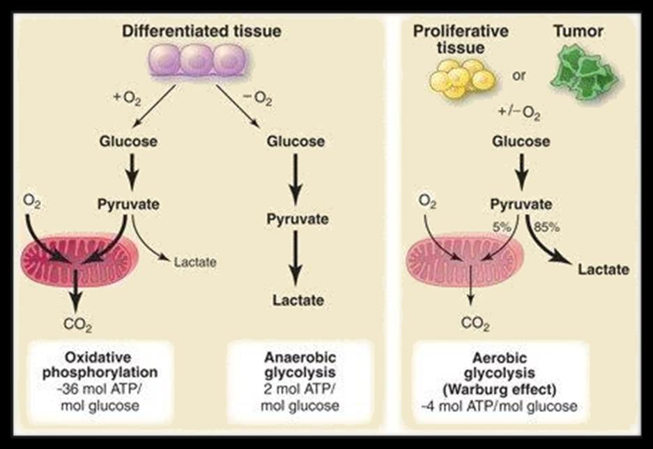 Glucose metabolism