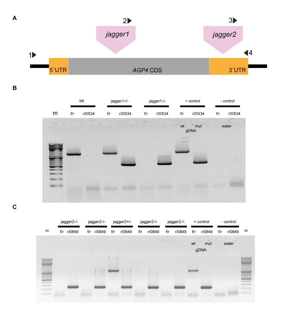 Supplemental Information Figures Figure S1 Identification of JAGGER T-DNA insertions. A.