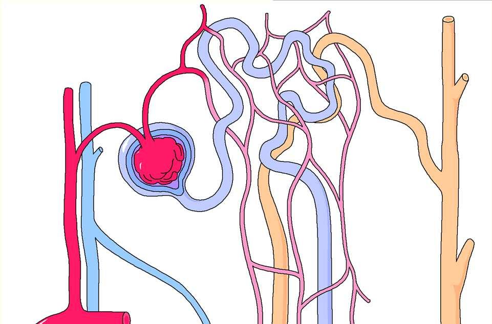 Nephron Functional unit of the kidney Parts include: Bowman s capsule Glomerulus