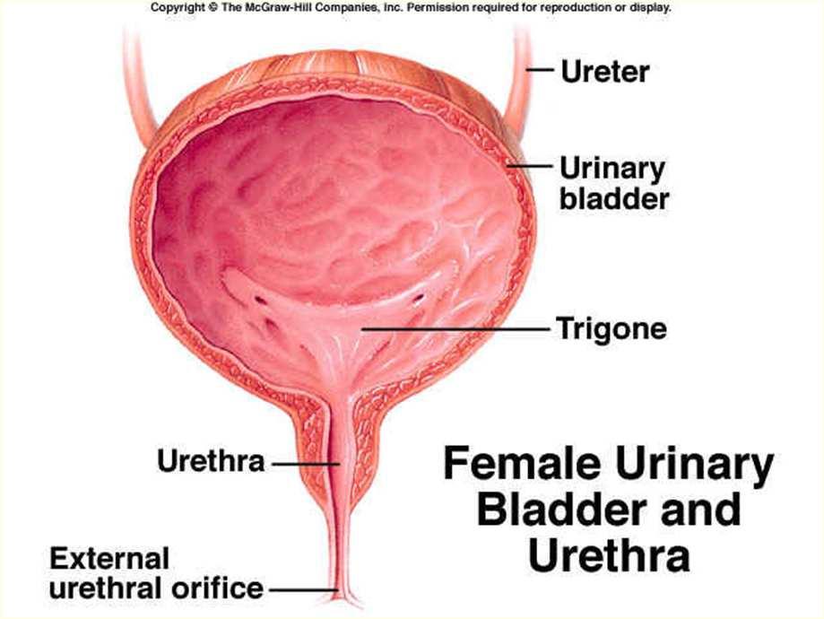Urinary Bladder Hollow, muscular organ Made of elastic fibers and involuntary muscle Stores urine usually about 500cc Emptying urine