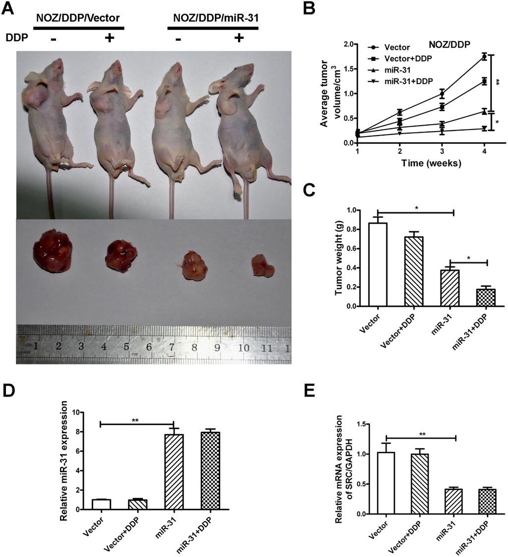 MiR-31 increases chemosensitivity of NOZ/DDP cells in vivo and reduced expression of Src in the tumors treated with mir-31expressing cells (Figure 6D, 6E).