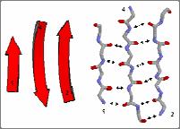 opposite sides of the sheet and do not interact with one another Like α-helices: Repeating secondary structure (2 residues per turn) Can be amphipathic Parallel β sheets The aligned amino
