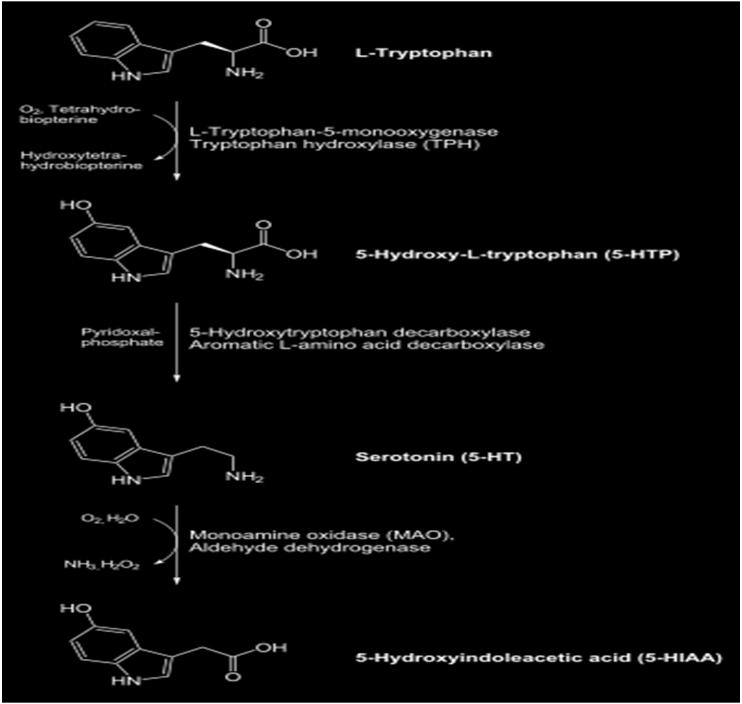 A Anti-depressants: MAO inhibitors Tricyclic antidepressants Second generation antidepressants: SSRIs Selective Serotonin Reuptake Inhibitors SNRIs Serotonin