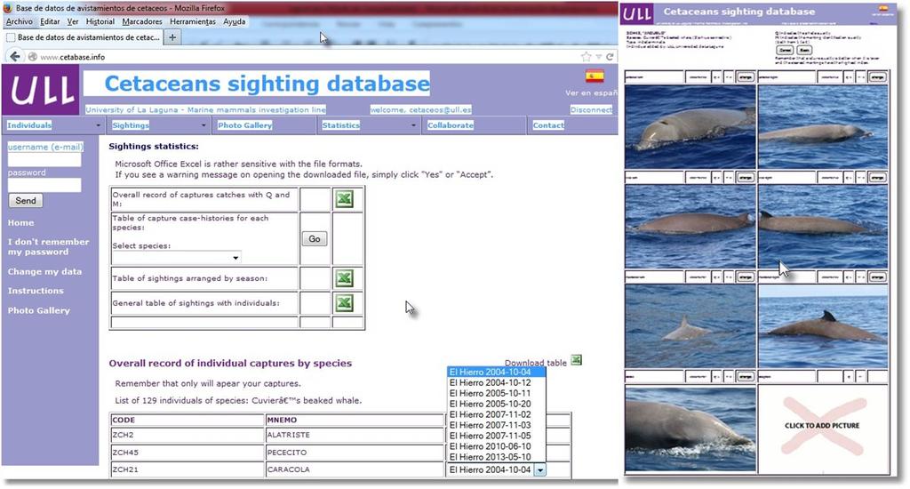 Online photoid catalogue (www.cetabase.info) CETABASE (Figure 1) is a bilingual open-access virtual catalogue of beaked whale sightings and photoid data.