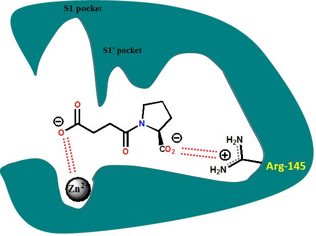 ACE inhibitors Succinyl proline shown to be a selective but weak ACE inhibitor It was assumed that there would be two pockets available to accommodate amino acid side chains (pocket S1 and S1 )