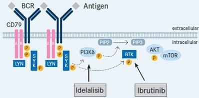 Targeting pathways downstream of the B-cell