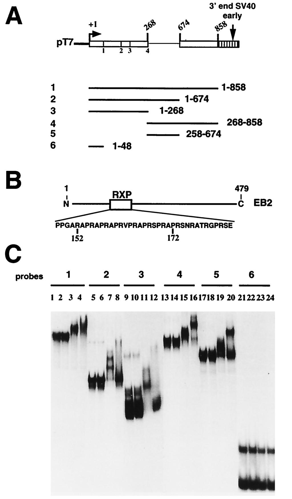 4096 BUISSON ET AL. J. VIROL. FIG. 7. EB2 does not affect cleavage-polyadenylation. (A) Diagram of the reporter gene used in the assay.