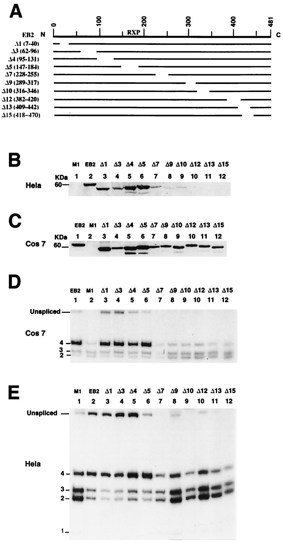 VOL. 73, 1999 EBV EB2 AFFECTS RNA SPLICING AND CYTOPLASMIC TRANSPORT 4097 bound to RNA probes 1 to 5 (Fig.