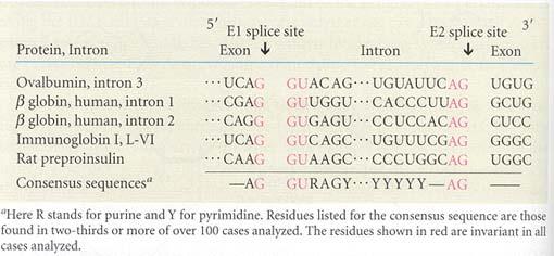 Consensus sequences near 5 and 3 splice sites in vertebrate pre-mrnas Table 28-6 *A U A A C *Minor