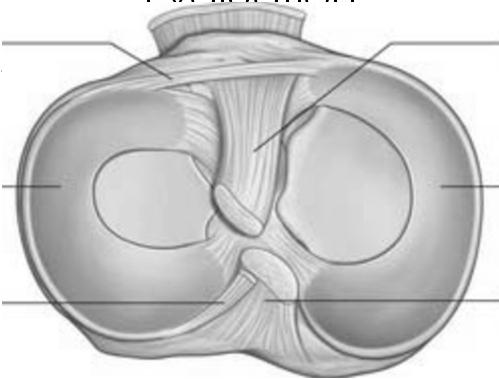 Evaluation Similar injury mechanism to ACL tears Myers and McKeever Classification Acute knee pain with effusion and inability to ambulate MRI often needed to evaluate for concomitant injury and