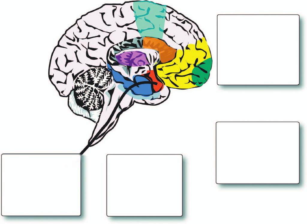 in both humans and animals [13]. The three regions within the limbic system most clearly altered in PTSD include the amygdala, the hippocampus and the prefrontal cortex (PFC).