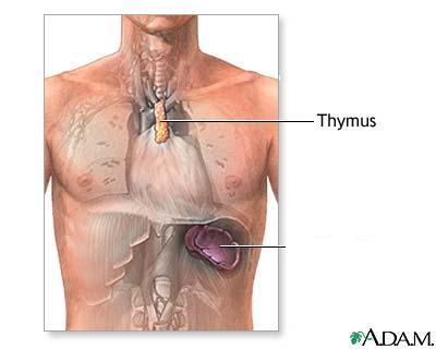 Thymus The thymus is a lymphoepithelial organ located in the mediastinum.