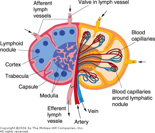 Lymph Nodes Elongated or kidney-shaped organs. Have a convex surface that is the entrance site of lymphatic vessels.