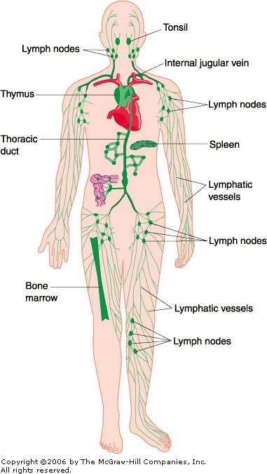 Distribution of cells of the immune system Lymphoid organs Lymphoid nodules Blood