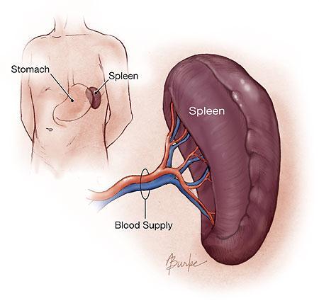 Spleen The spleen is the largest accumulation of lymphoid tissue in the body. It is the only one interposed in the blood circulation.